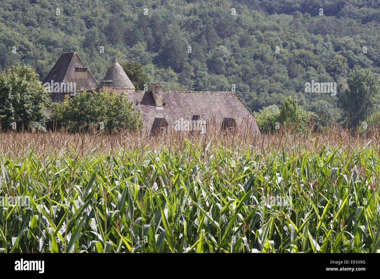 Tursac, Vezere, Dordogne, Francia. casa turrita con verde campo di granturco dolce con boschi Foto Stock