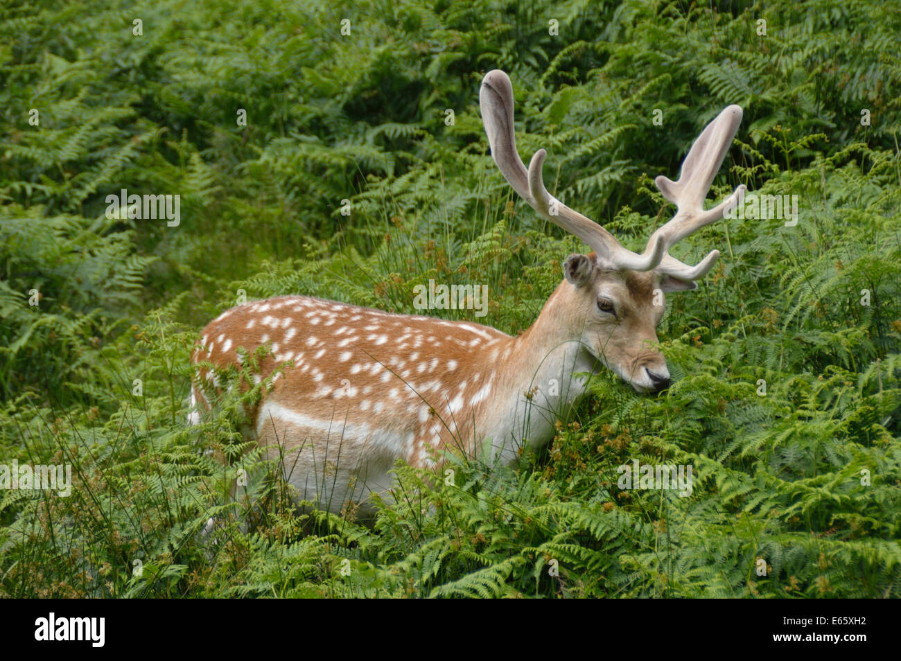 Un daino buck circondato da felci Foto Stock