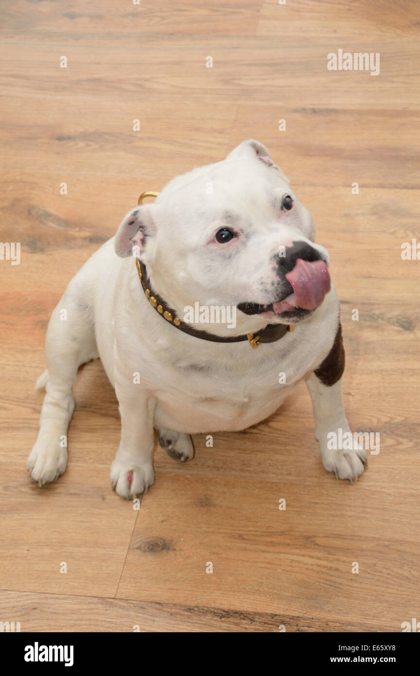 Staffordshire Bull Terrier in attesa di un trattamento Foto Stock