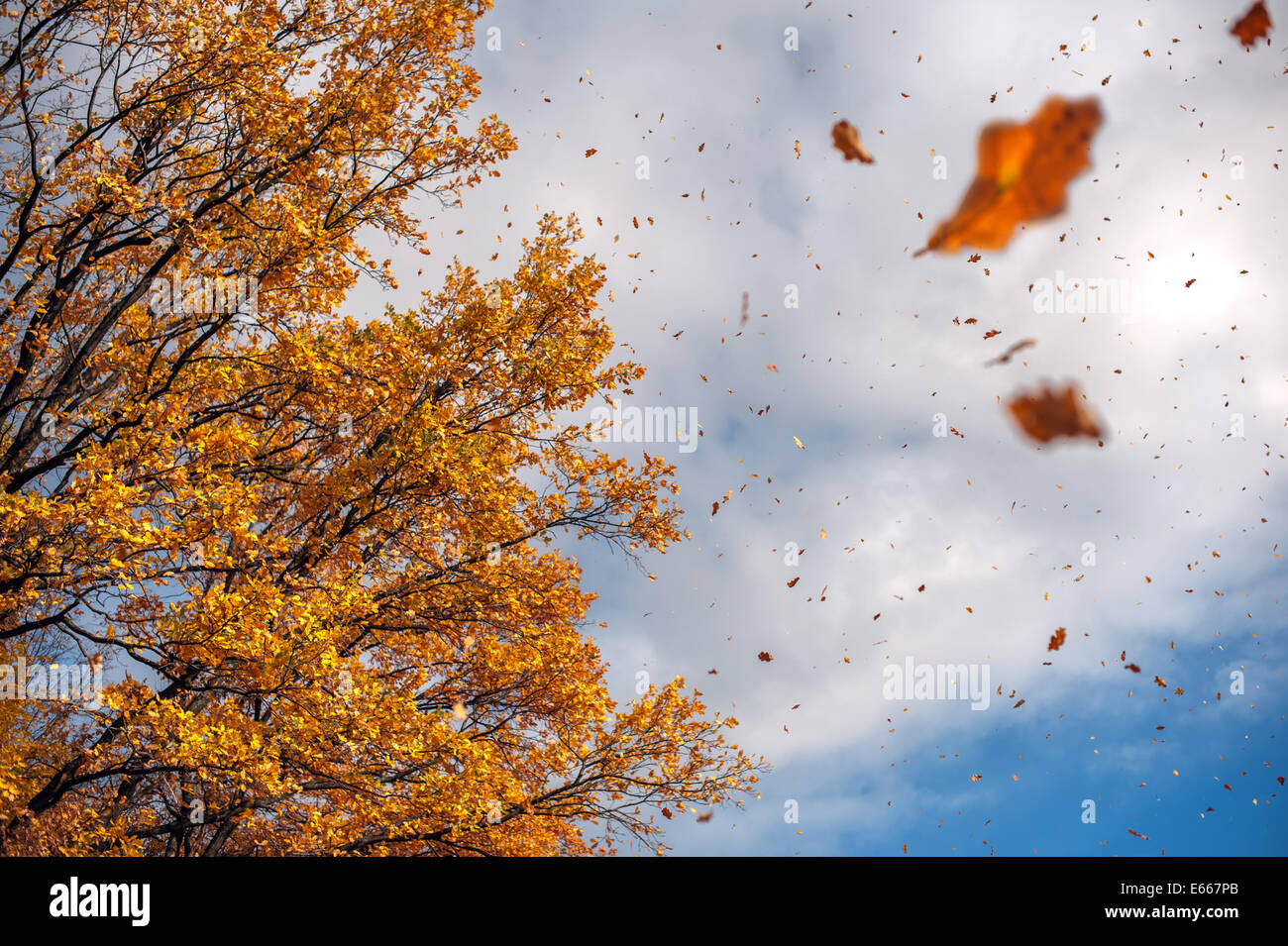 Foglie di autunno in foresta closeup Foto Stock