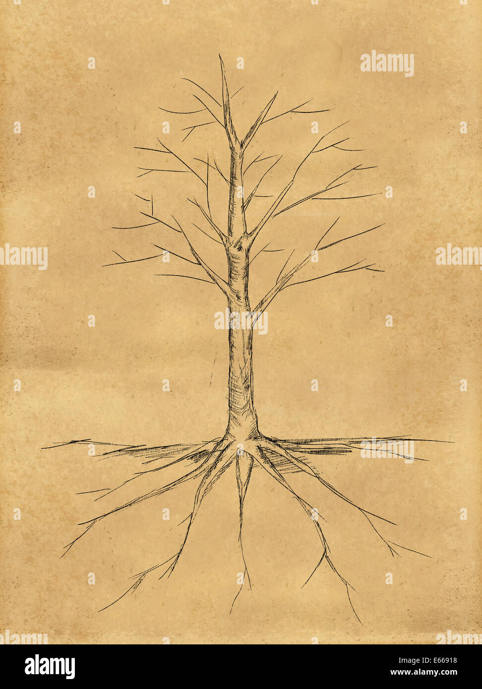 Schizzo ad albero senza foglie di root su carta Foto Stock