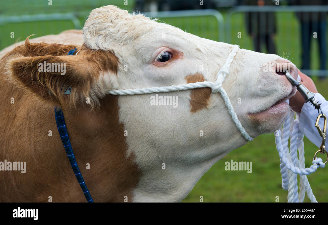 Hereford Bull stata tenuta nell'anello dal gestore, a Perth Visualizza 2014, Scozia. Foto Stock
