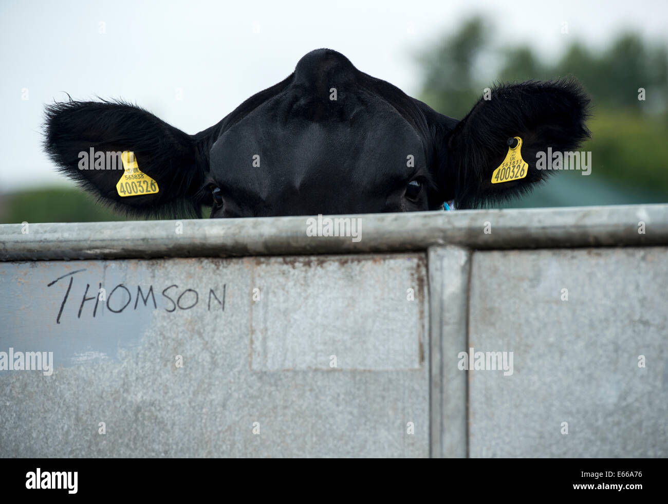 Mucca di sbirciare da dietro uno stallo a Perth Visualizza 2014, Perthshire Scozia. Foto Stock