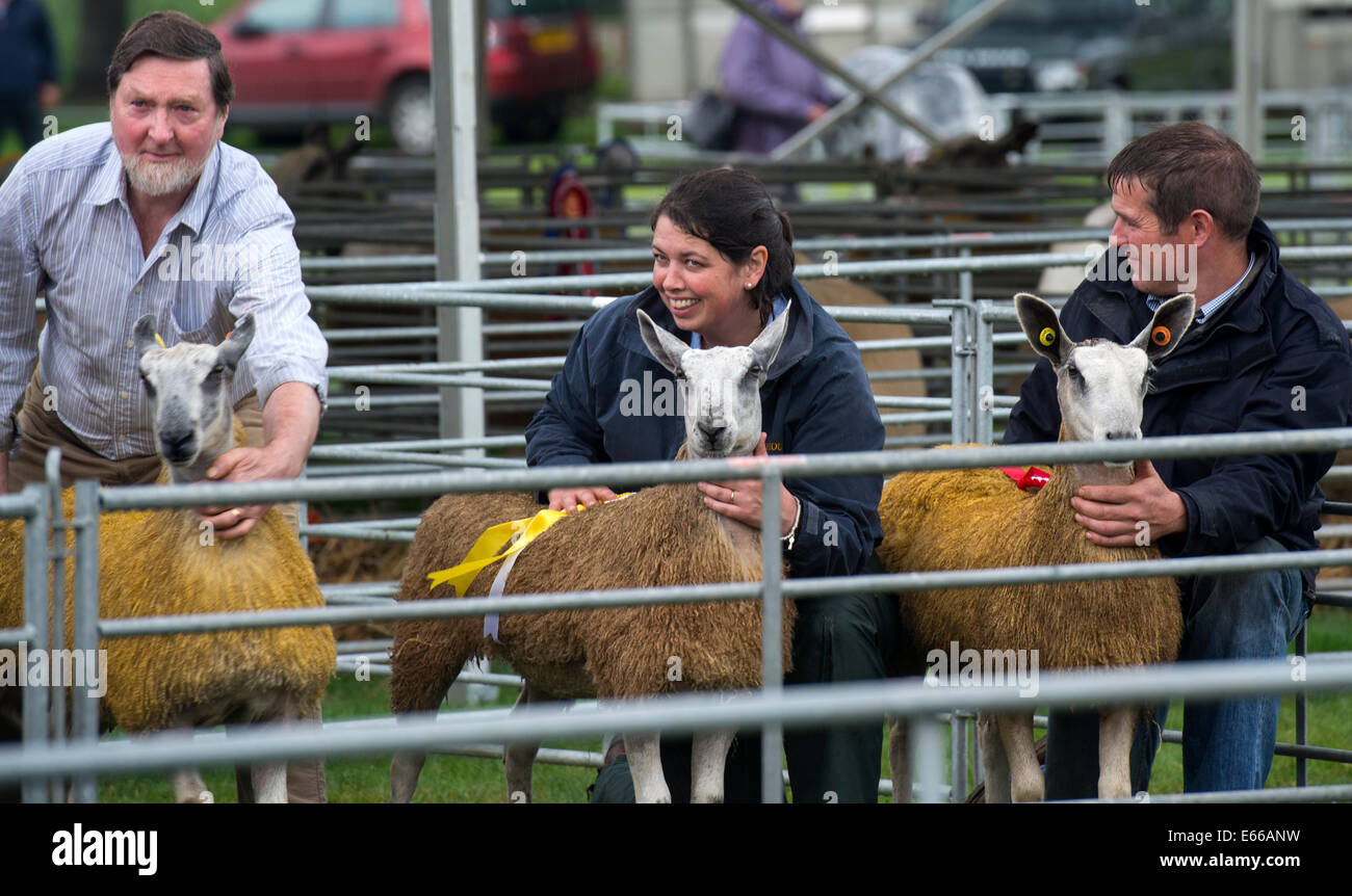 Gli agricoltori che mostra le loro pecore a Perth Visualizza 2014, Perthshire Scozia. Foto Stock