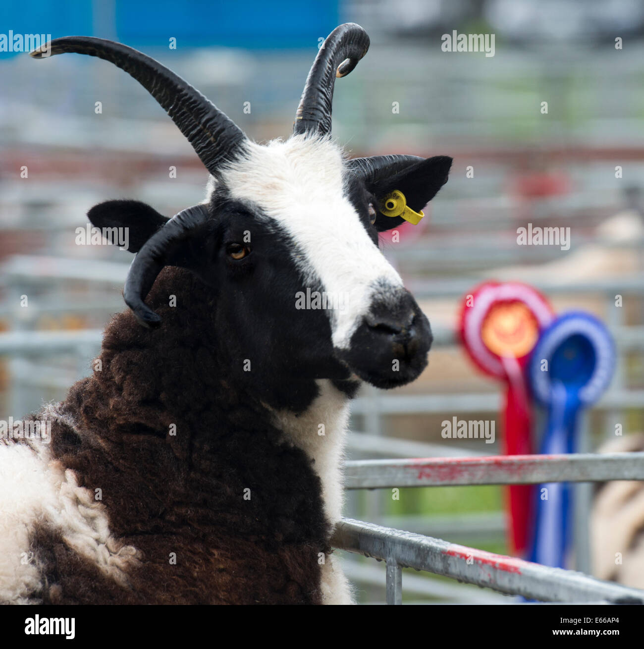 Giacobbe ovini in una penna a Perth Visualizza 2014, Perthshire Scozia. Foto Stock