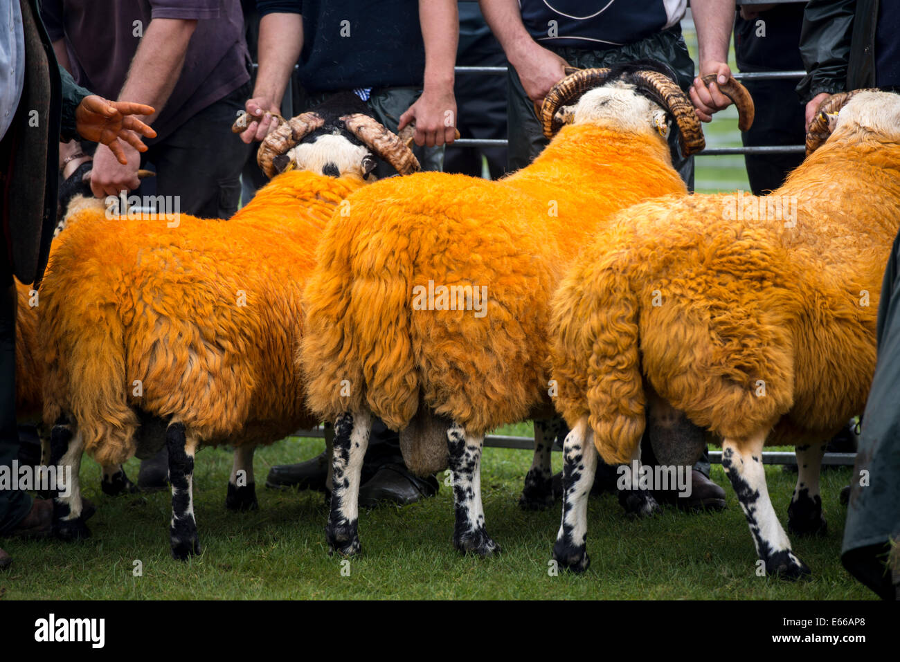 A giudicare le pecore, Perth Visualizza 2014, Perthshire Scozia. Foto Stock