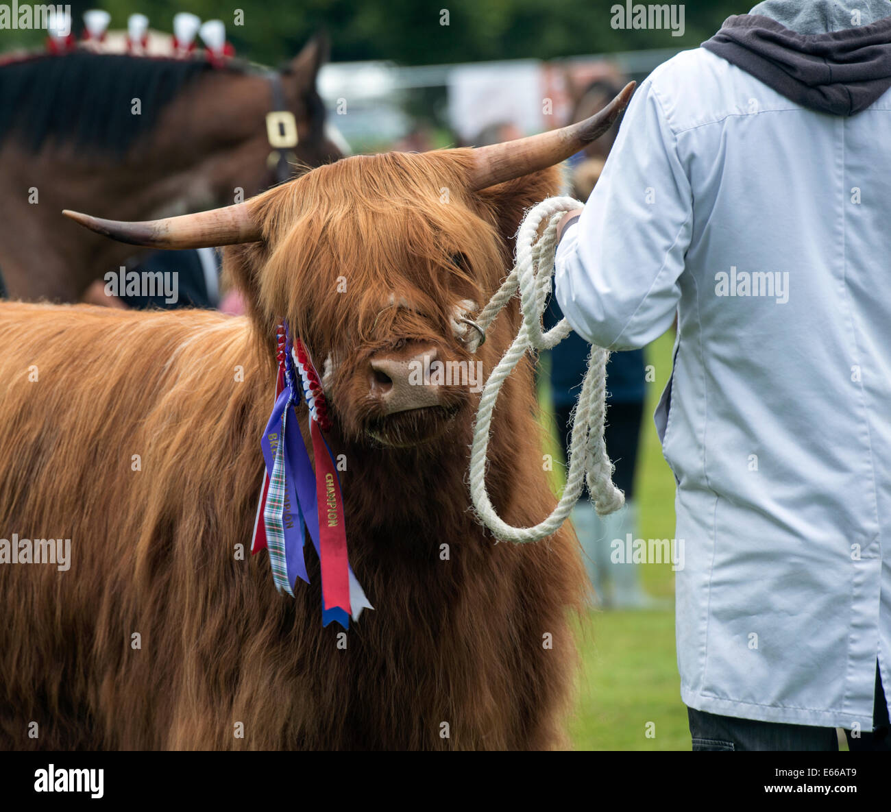 Champion Highland mucca, a Perth Visualizza 2014, Scozia. Foto Stock