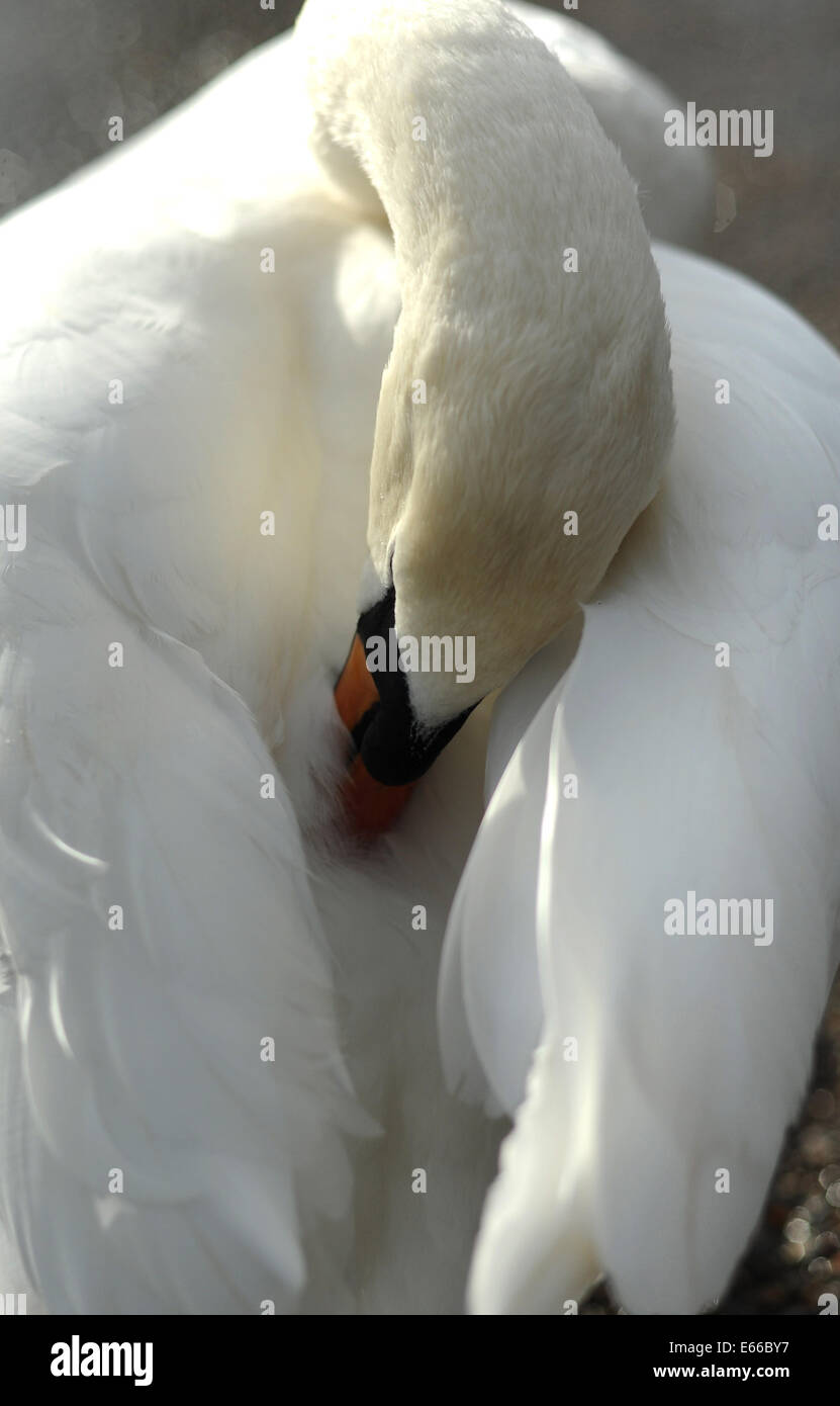 Un cigno seppellisce la sua testa nel suo piume Foto Stock