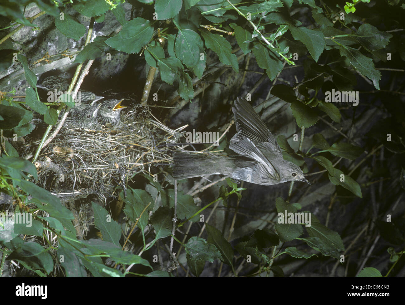 Spotted Flycatcher Muscicapa striata - adulti di lasciare il nido Foto Stock