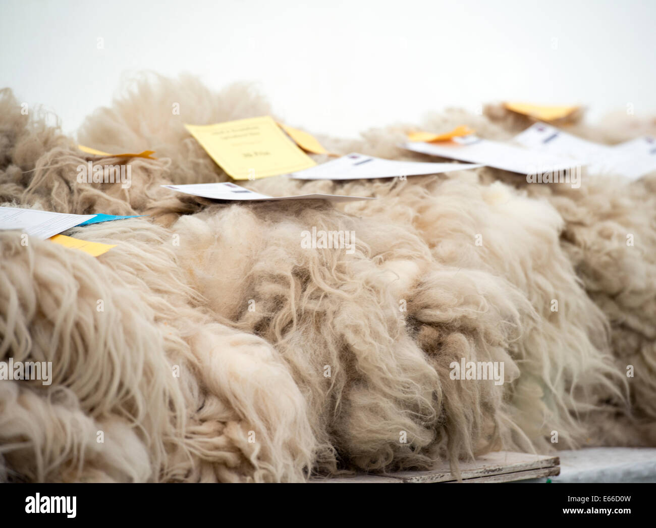 Pile da pecora scozzese sul display a 2014 Aberfeldy Visualizza, Scozia. Foto Stock