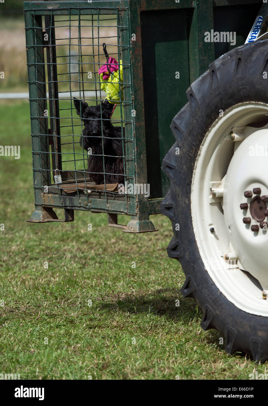Scottish Terrier in una gabbia sulla parte posteriore di un trattore, Aberfeldy Visualizza, Scozia. Foto Stock