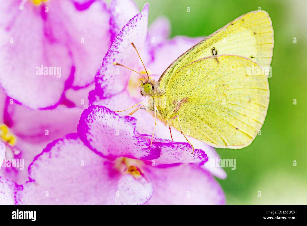 Un po' di riposo a farfalla su un fiore. Foto Stock