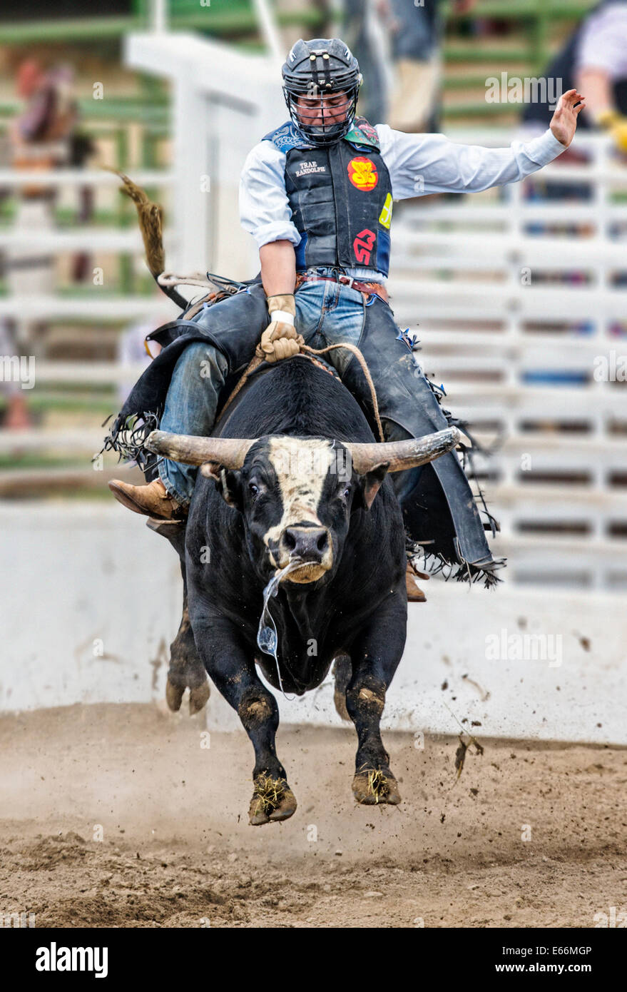 Cowboy a cavallo di un sterzare in bull concorso di equitazione, Chaffee County Fair & Rodeo Foto Stock