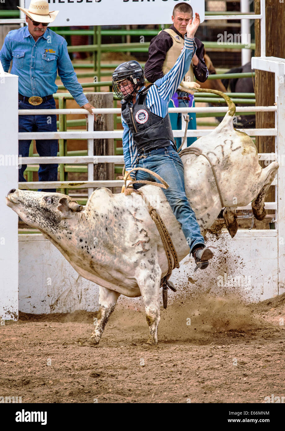 Cowboy a cavallo di un sterzare in bull concorso di equitazione, Chaffee County Fair & Rodeo Foto Stock