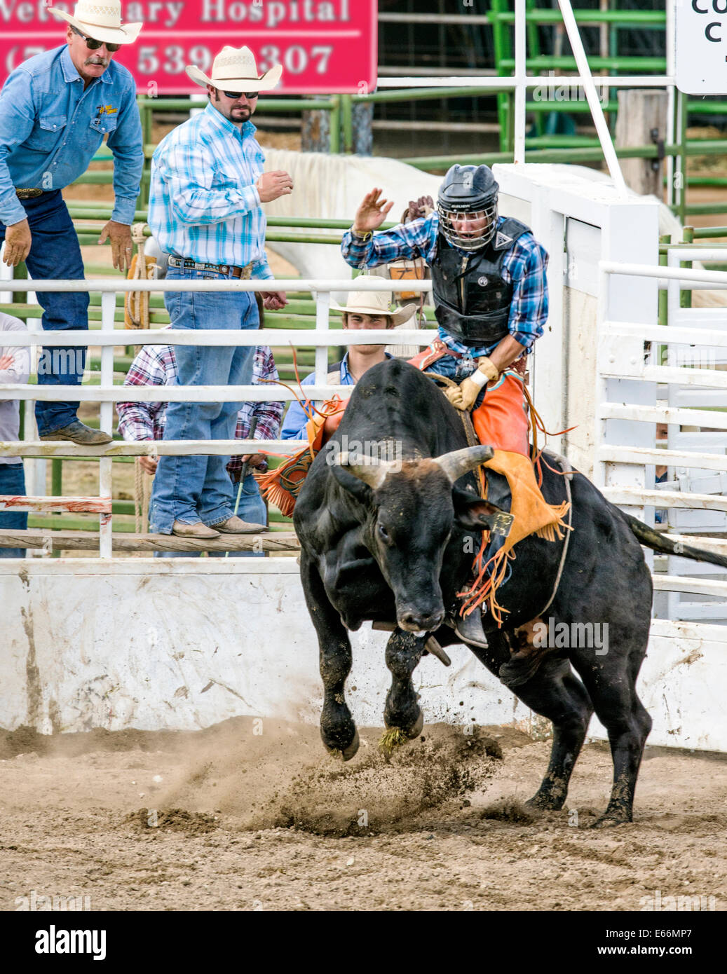 Cowboy a cavallo di un sterzare in bull concorso di equitazione, Chaffee County Fair & Rodeo Foto Stock