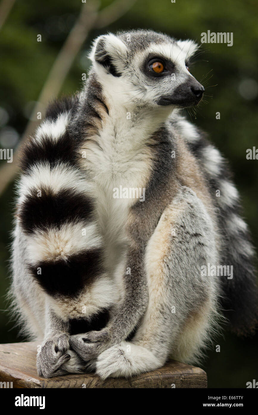 Un anello Tailed Lemur Foto Stock