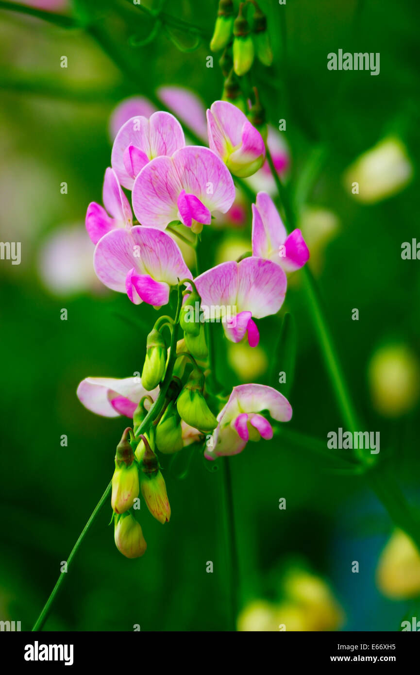 Pisello dolce fiore, Lathyrus odoratus, vicino. Foto Stock