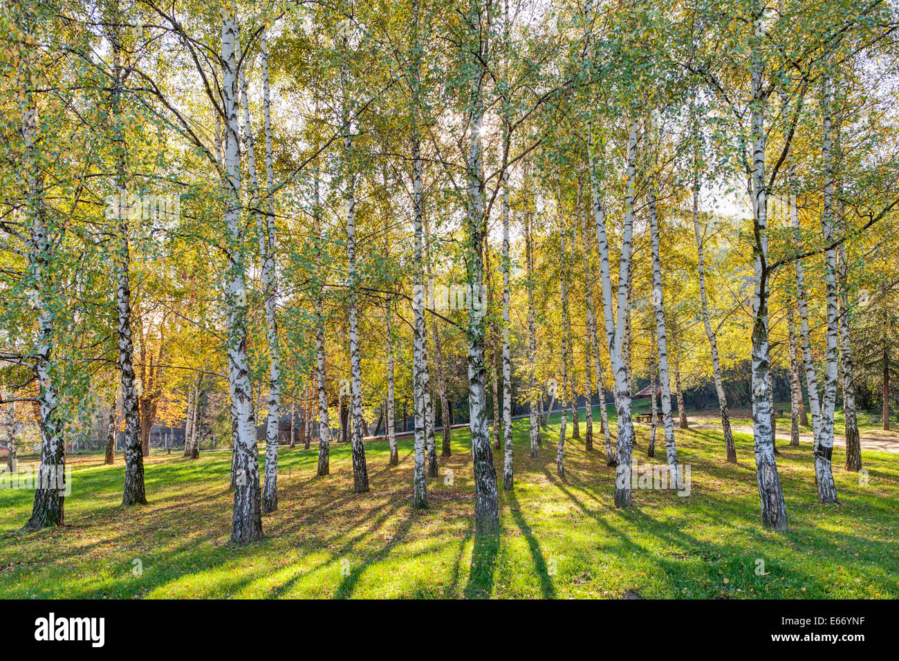 Parco con argento di betulle Foto Stock