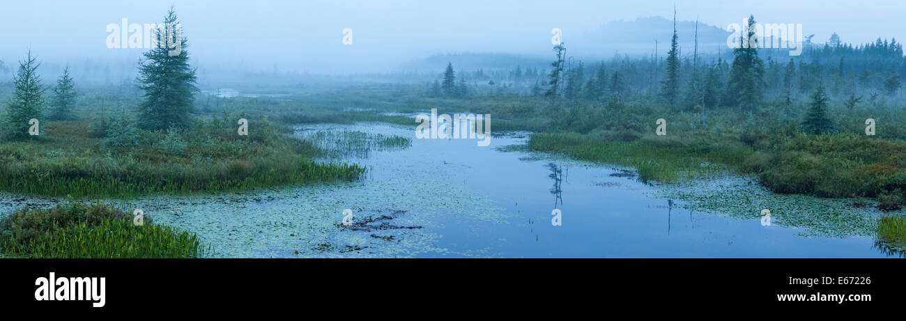 Un Foggy Dawn al marrone tratto di ingresso off Raquette Lago nelle Montagne Adirondack di New York Foto Stock