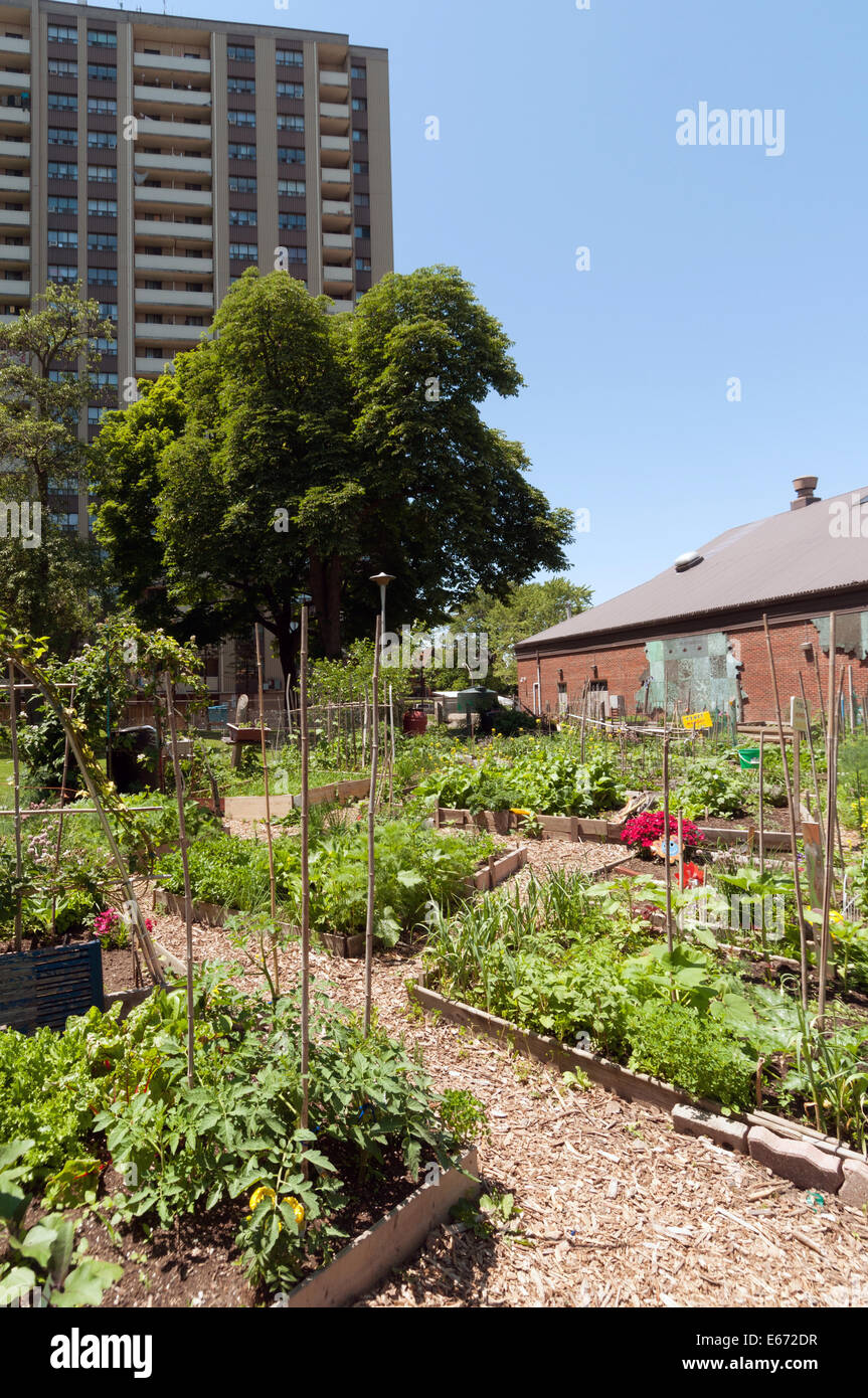 H.O.P.E comunità giardino su Cowan Avenue Toronto in Canada Foto Stock