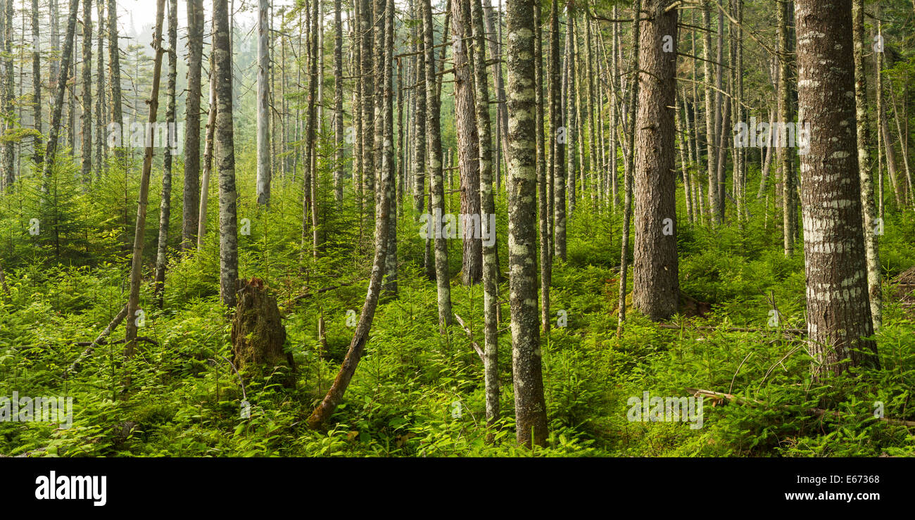 Una lussureggiante foresta sempreverde vicino Ferd's Bog nelle Montagne Adirondack di New York. Foto Stock