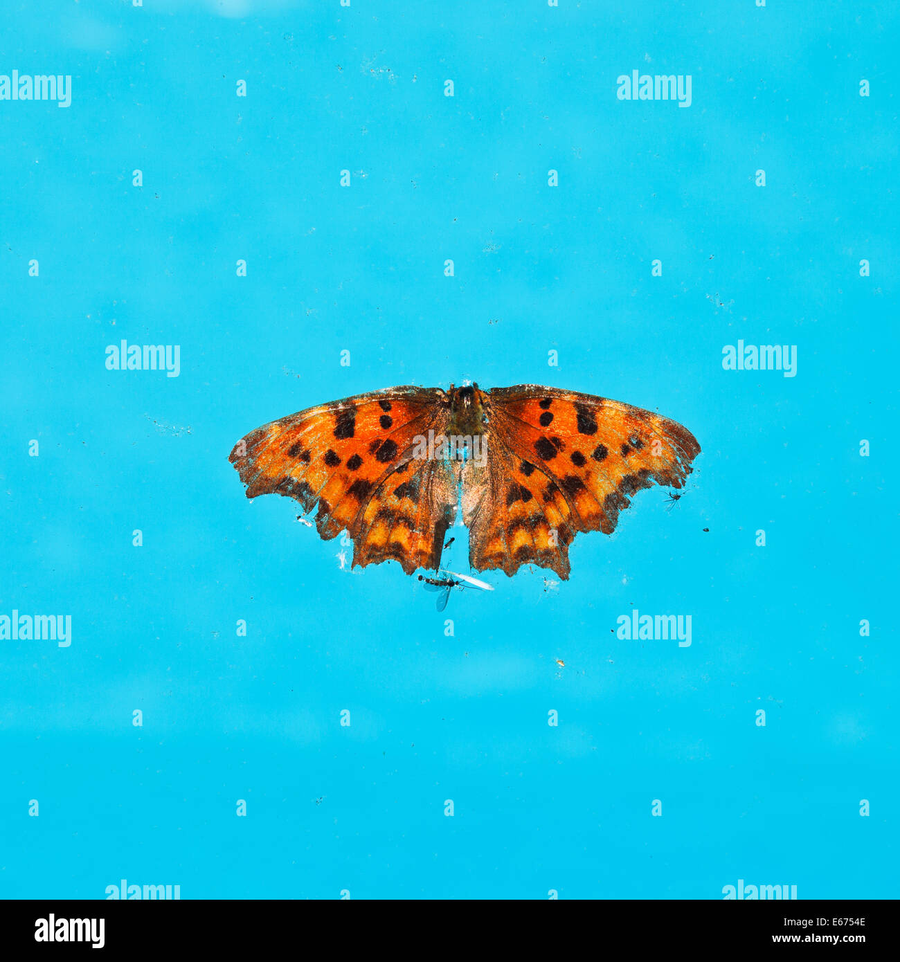 Dead farfalla sulla superficie dell'acqua nella piscina esterna Foto Stock