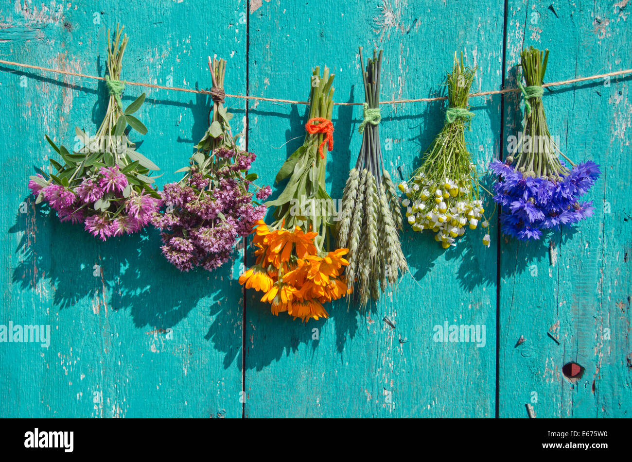 Medical fiori e piante di cereali mazzetto sul vecchio muro di legno. Uno stile di vita sano concetto Foto Stock