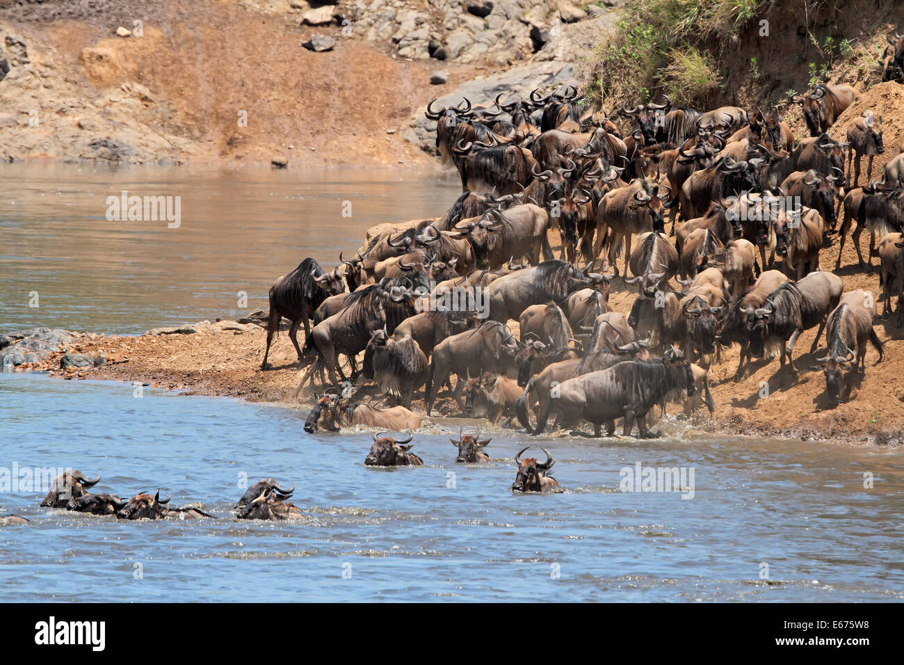 Blu migratori GNU (Connochaetes taurinus) attraversando il fiume Mara, il Masai Mara riserva nazionale, Kenya Foto Stock