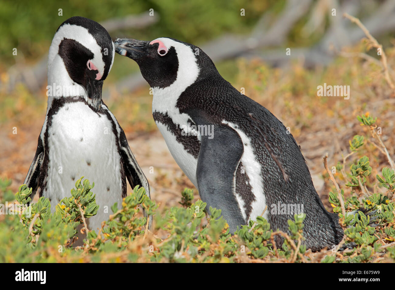 Coppia di allevamento di pinguini africani (Spheniscus demersus), Western Cape, Sud Africa Foto Stock