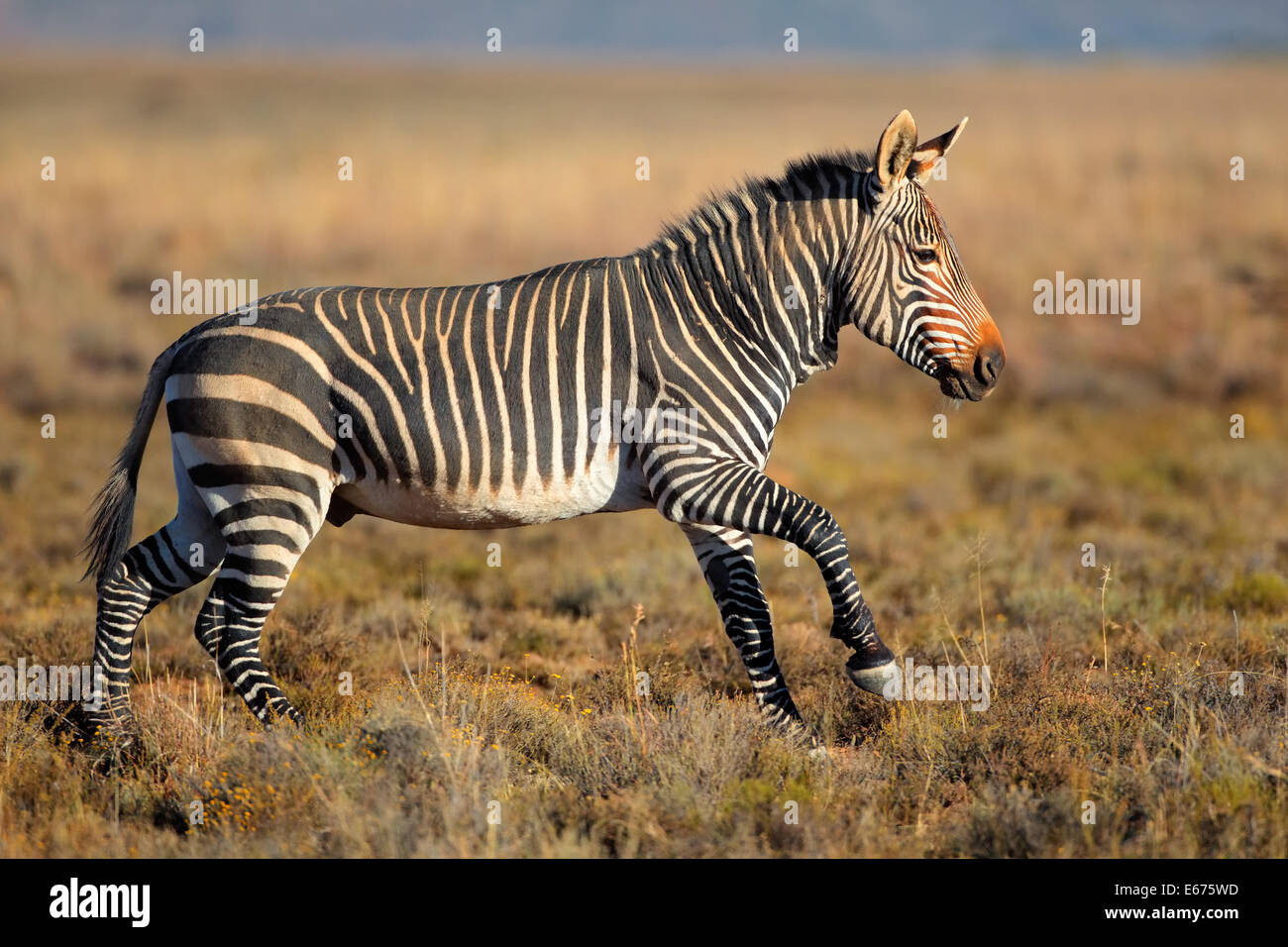 Capo zebre di montagna (Equus zebra) in esecuzione nella prateria, Mountain Zebra National Park, Sud Africa Foto Stock