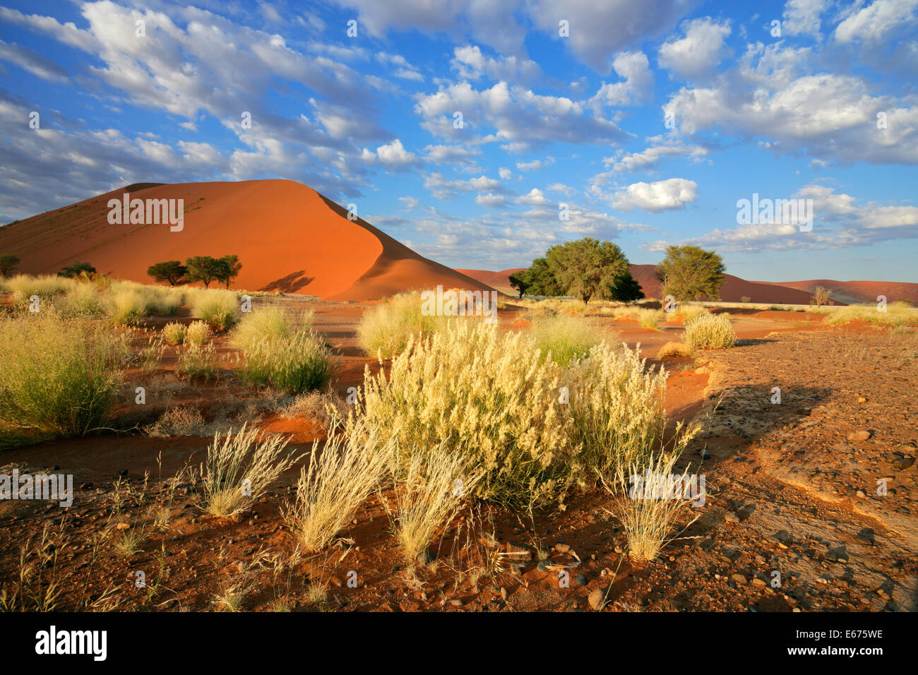 Il paesaggio del deserto con erbe e dune di sabbia rossa, Sossusvlei, Namibia Foto Stock