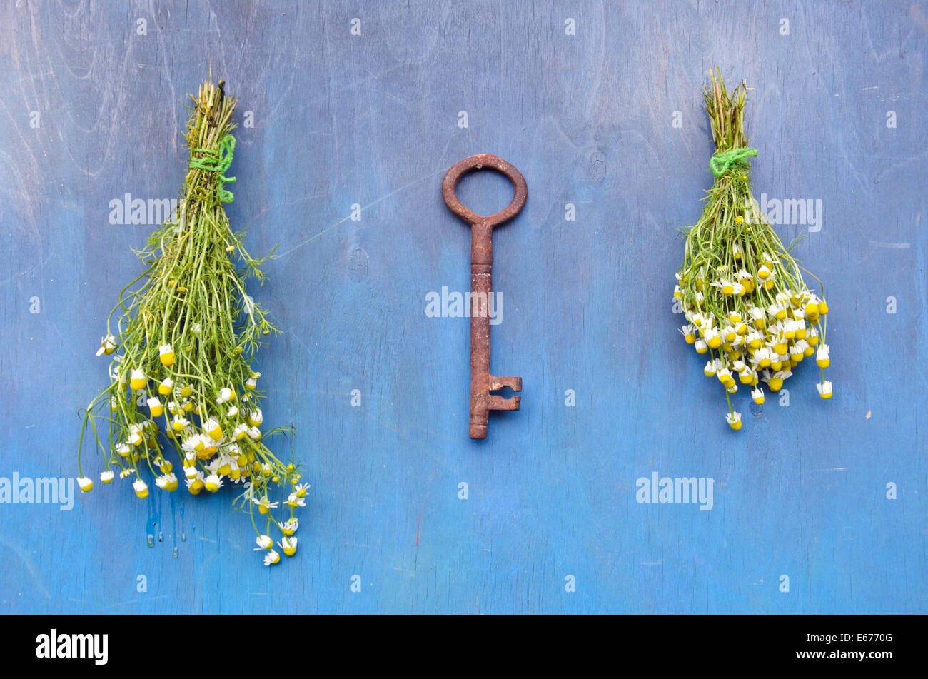 In estate la chiave per una vita sana - medico di camomilla fiori mazzo di fiori sulla parete in legno Foto Stock