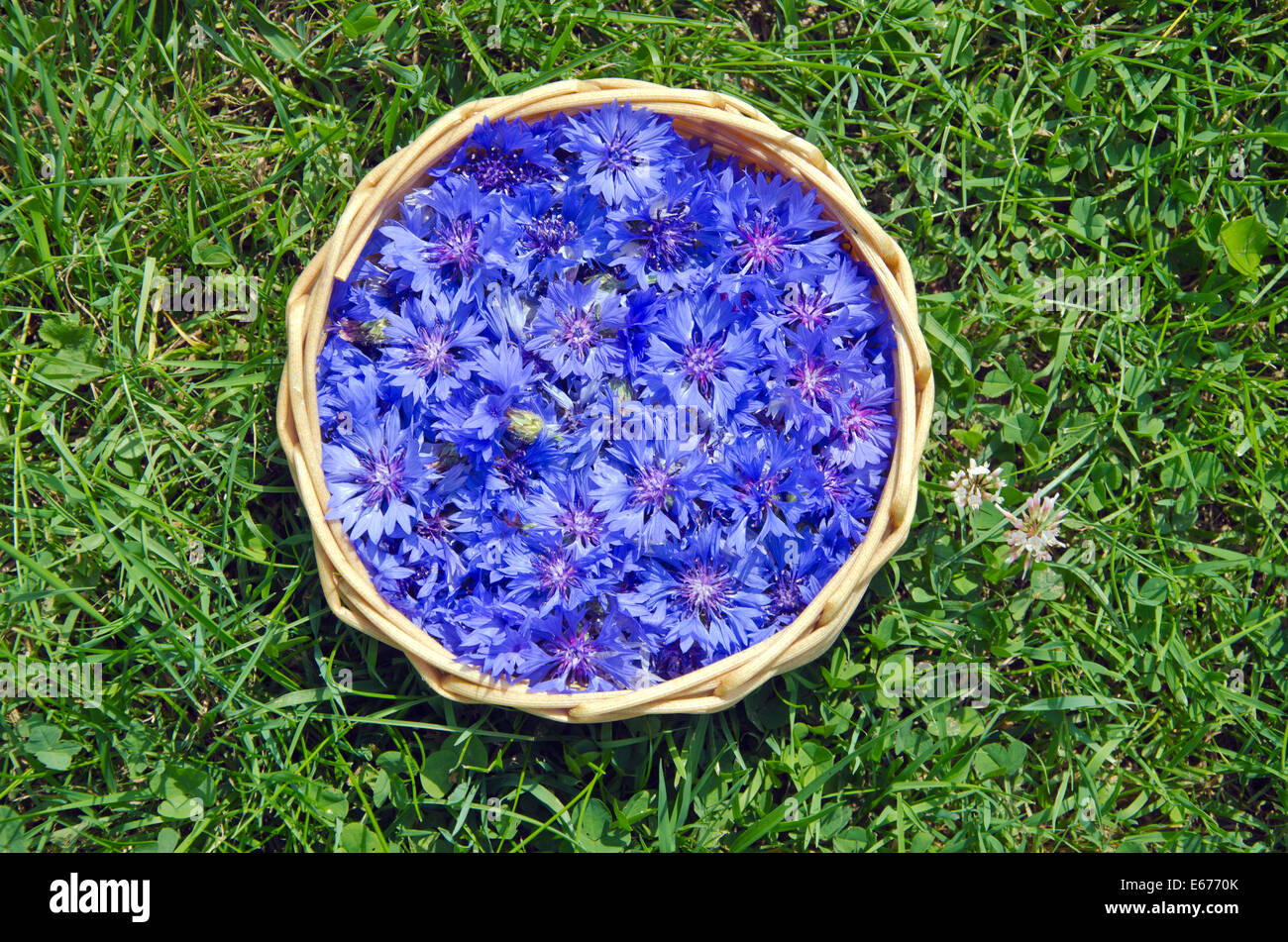 Bella estate fiore medico Fiordaliso nel cestello di erba Foto Stock