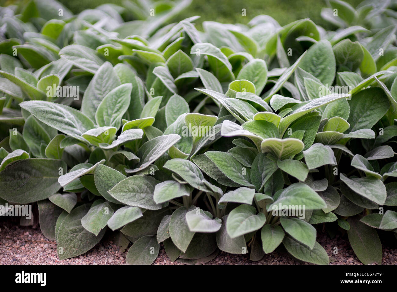 Agnello le orecchie Stachys byzantina lascia chiudere fino Foto Stock