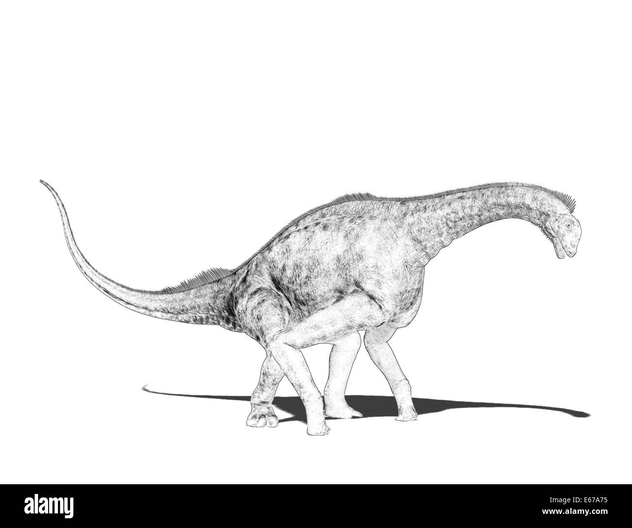 Dinosaurier Atlasaurus / Atlasaurus dinosauro Foto Stock