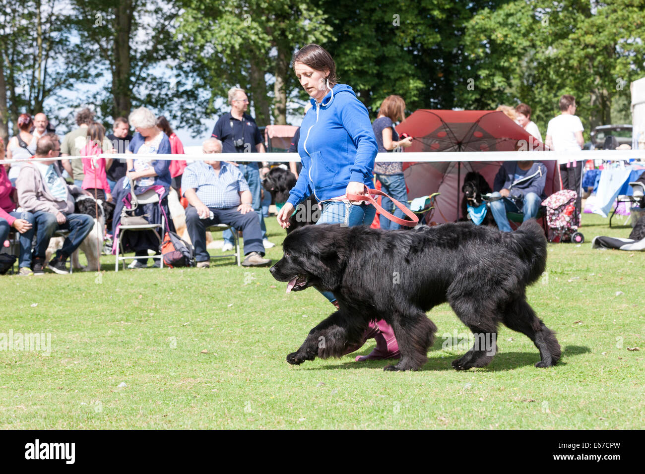 Billing Aquadrome, Northampton, 17 agosto 2014. Northern Newfoundland Club (NNC) evento gestito dalla Rother Valley gruppo Formazione Lavoro & Terranova NNC Benessere mostra i cani in azione. Un miglioramento meteo per la generale tutti compagno di razza Dog Show e un Open Terranova classe. I giudici sono Milena & Oreste Polloni dall'Italia. Foto Stock