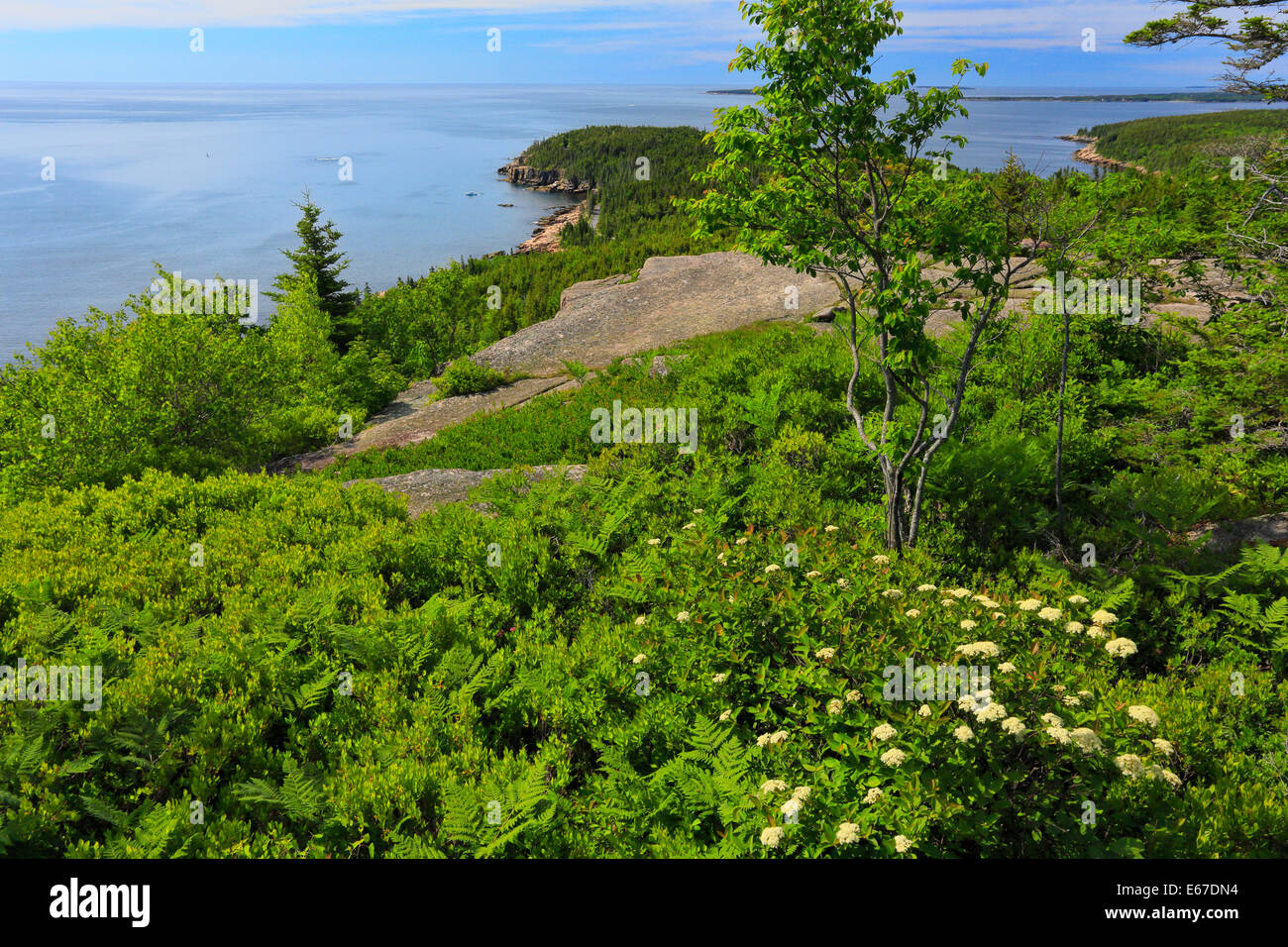 Otter Cliff visto da Gorham sentiero di montagna, parco nazionale di Acadia, Maine, Stati Uniti d'America Foto Stock