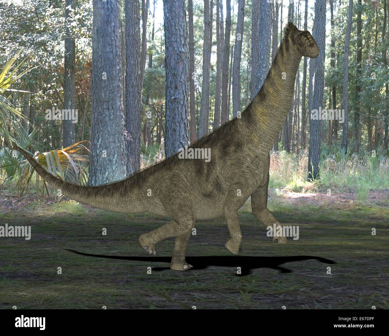 Dinosaurier Camarasaurus / dinosauro Camarasaurus Foto Stock