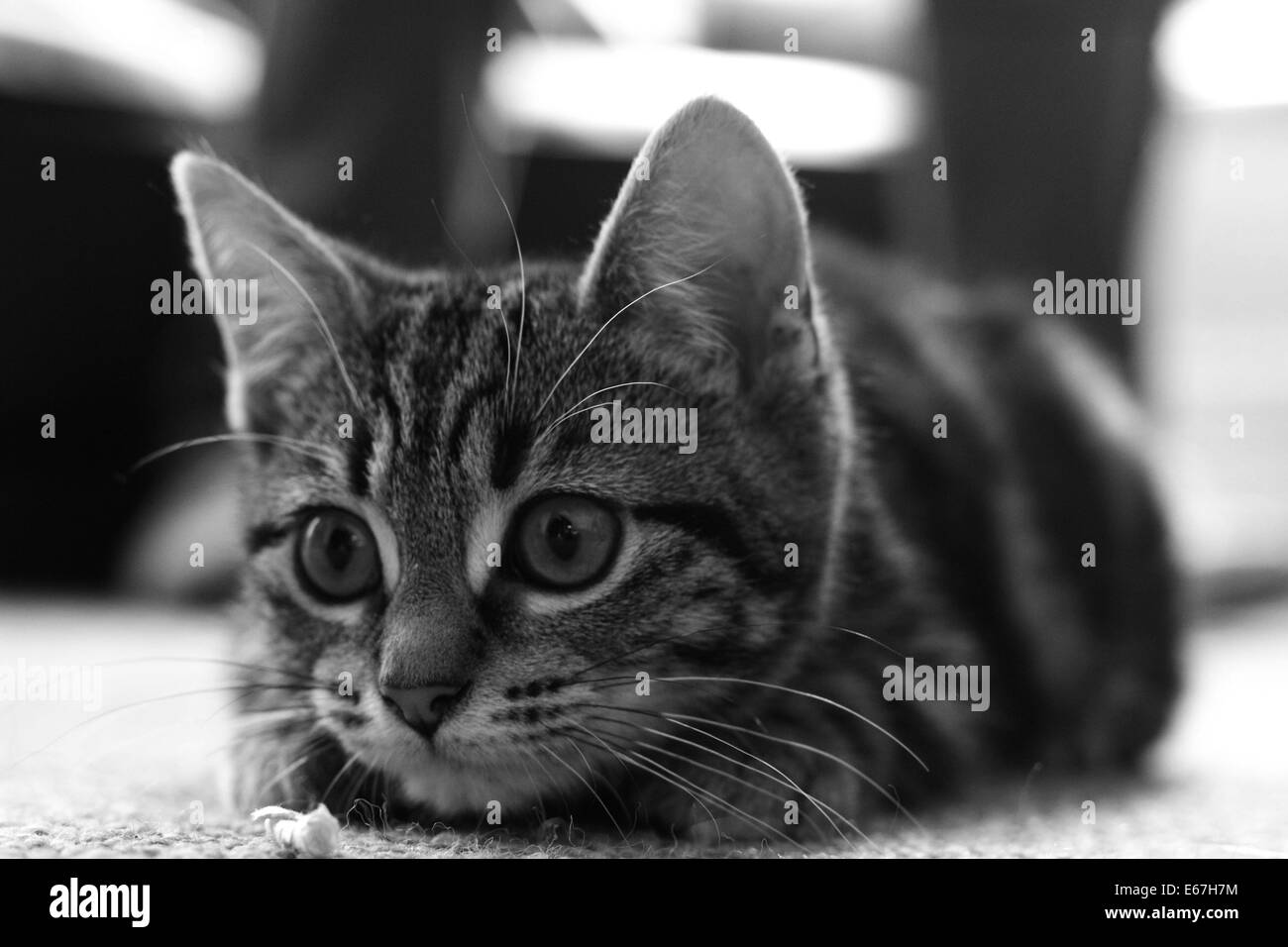 Bianco e nero colpo di Elsa il gattino. Foto Stock