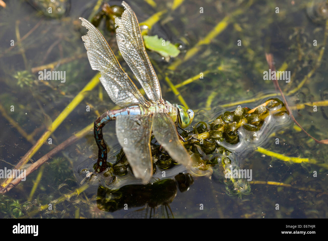 Femmina a forma di libellula imperatore, Anax imperator , uovo che posa su Canadian lenticchia d'acqua Foto Stock