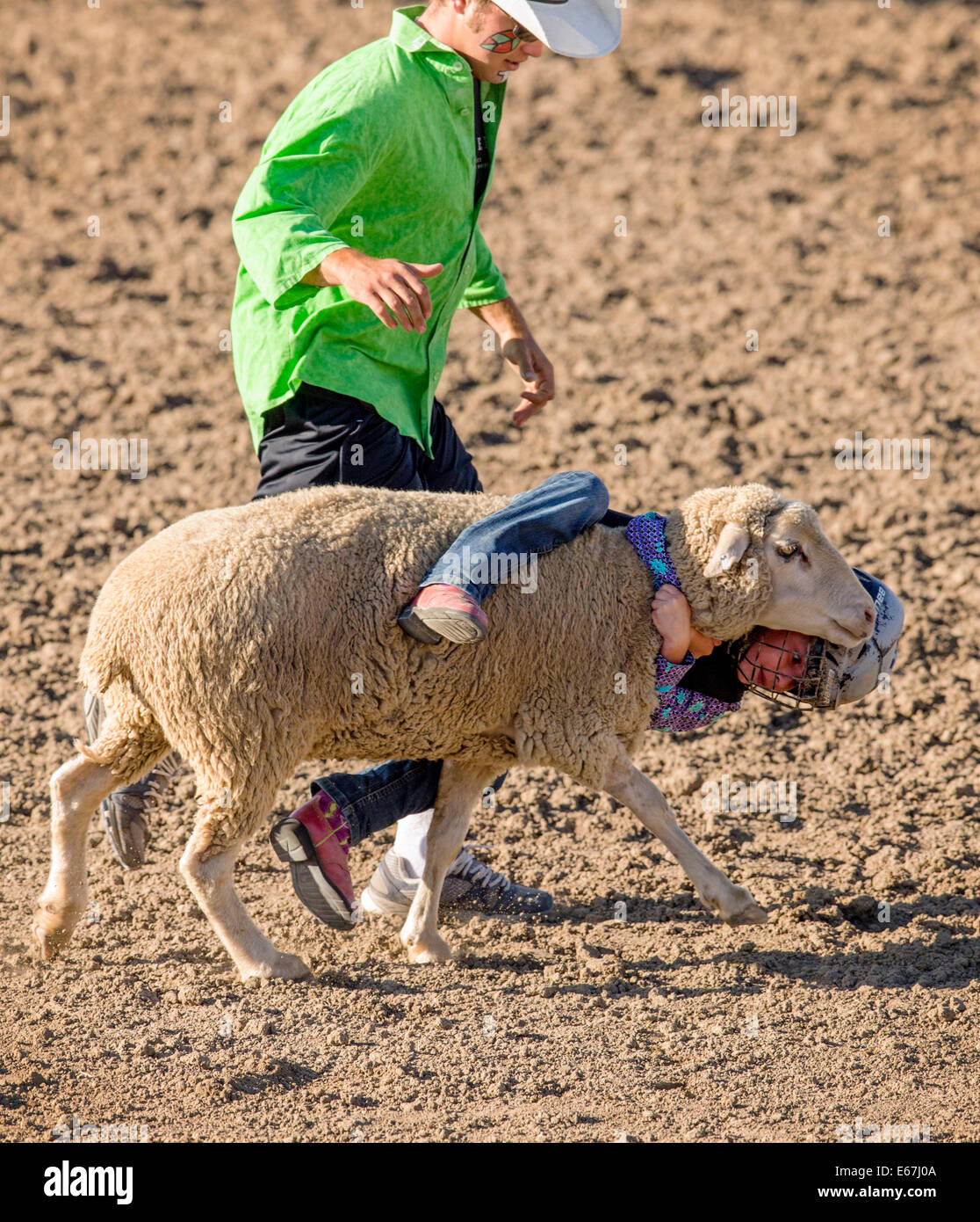 Bambino in sella a una pecora in montone spezzando la concorrenza evento, Chaffee County Fair & Rodeo Foto Stock