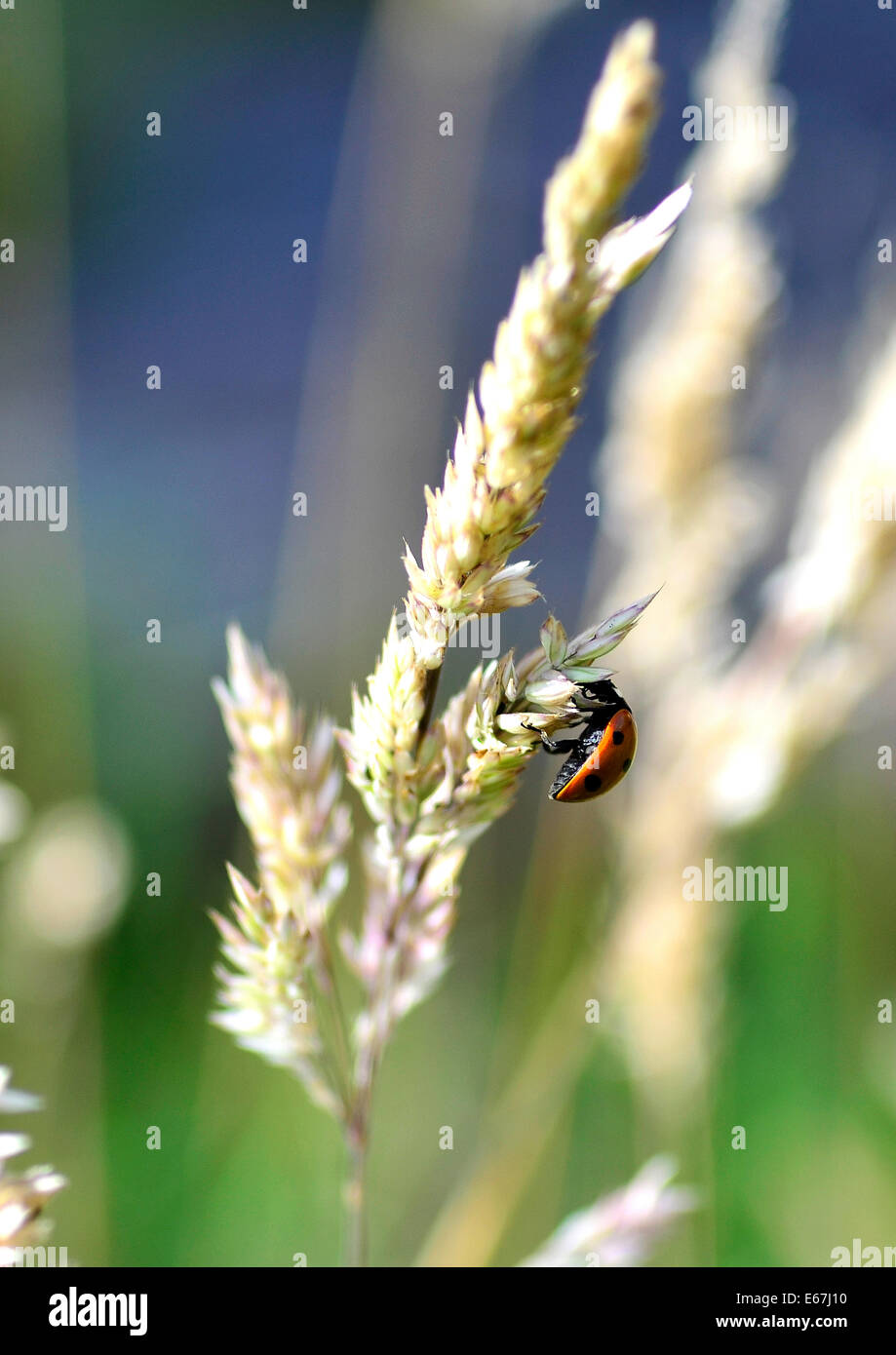 Ladybird su erba lunga Foto Stock