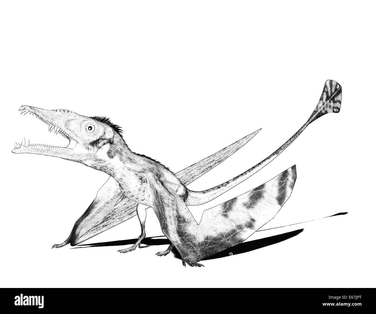 Dinosaurier Eudimorphodon / Eudimorphodon dinosauro Foto Stock