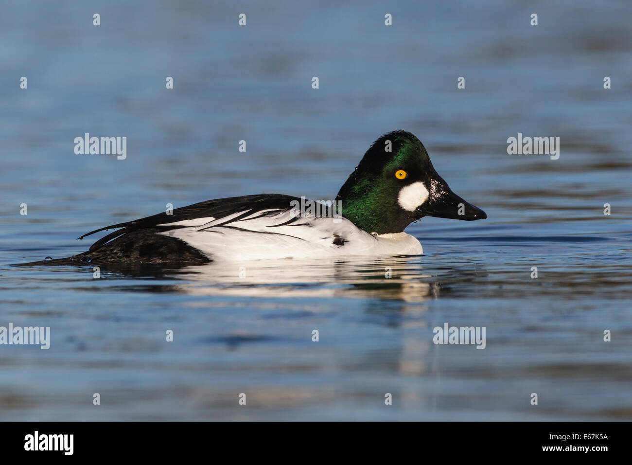 Comune di Goldeneye - Bucephala clangula - maschio adulto Foto Stock