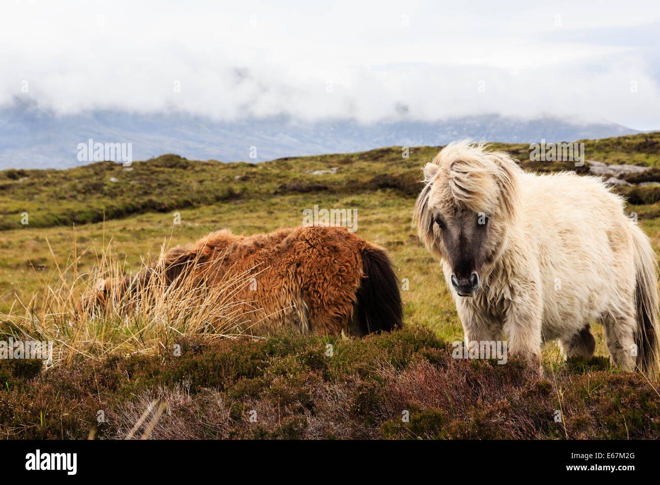 Pony selvatici su 'Boggy brughiera. Loch Druidibeg Riserva Naturale Nazionale, Sud Uist, Ebridi Esterne, Western Isles, Scozia, Regno Unito, Foto Stock