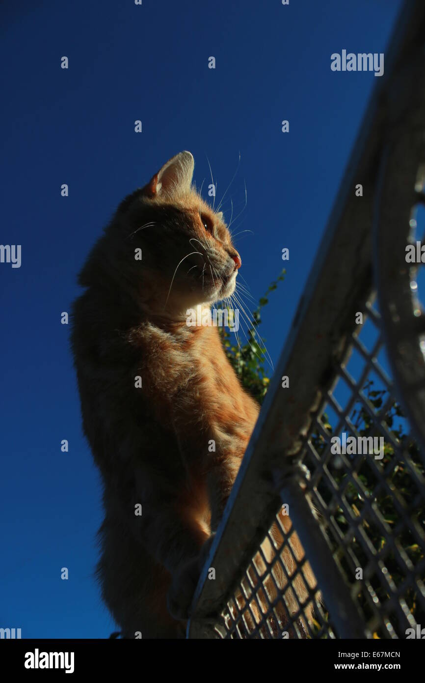 Lo zenzero cat sat sul cancello del giardino Foto Stock