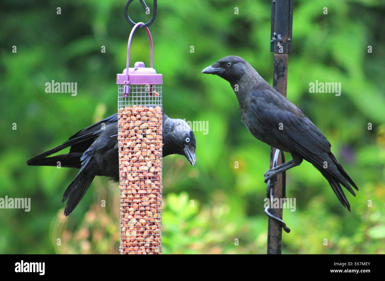 Giovani jackdaws su Bird Feeder Foto Stock