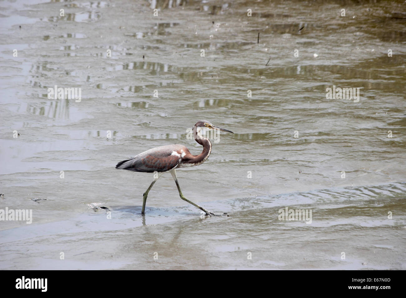 Un tricolore Heron wades in a Coastal Salt Marsh. Foto Stock