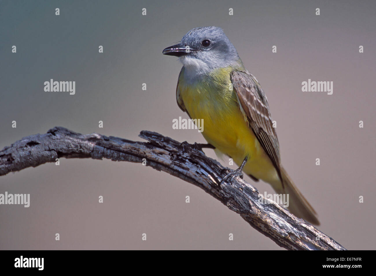 Il lettino Kingbird - Tyrannus couchii Foto Stock