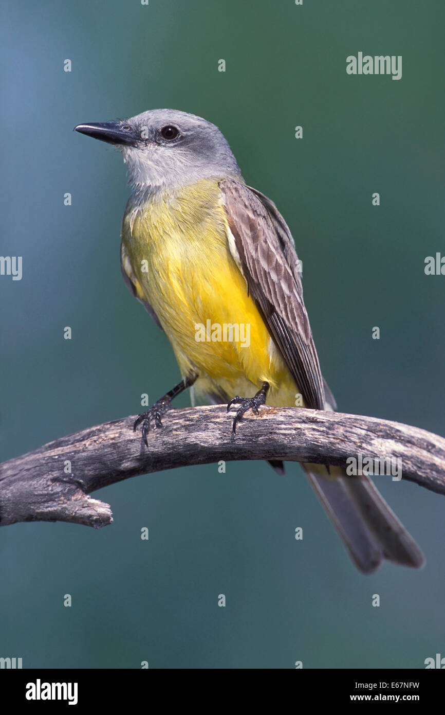 Il lettino Kingbird - Tyrannus couchii Foto Stock